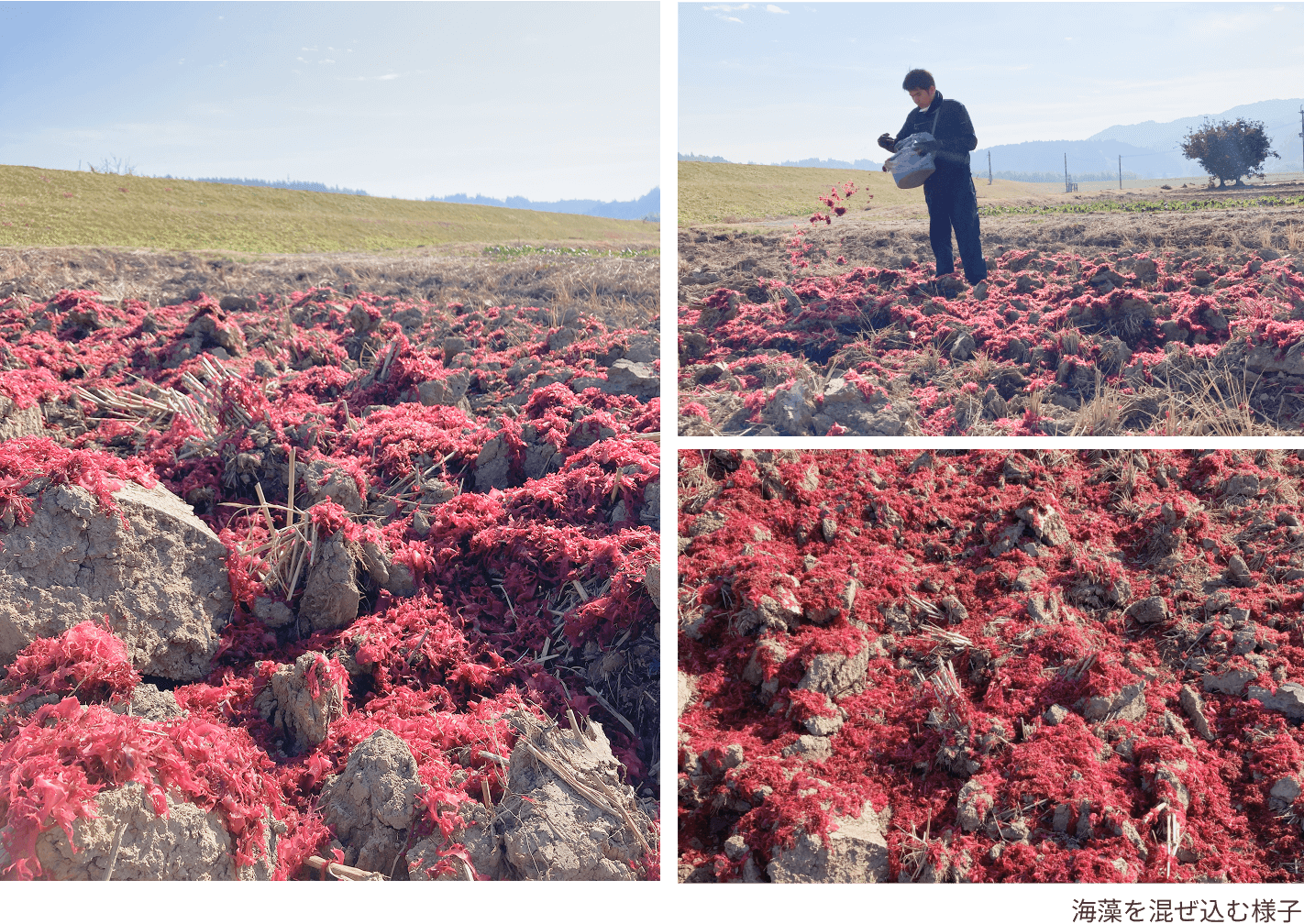海藻を混ぜた土壌で栽培することで、海の香りとほんのりとした塩味が感じられるじゃがいもに