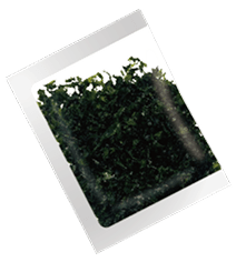 ばら海苔トッピング付き