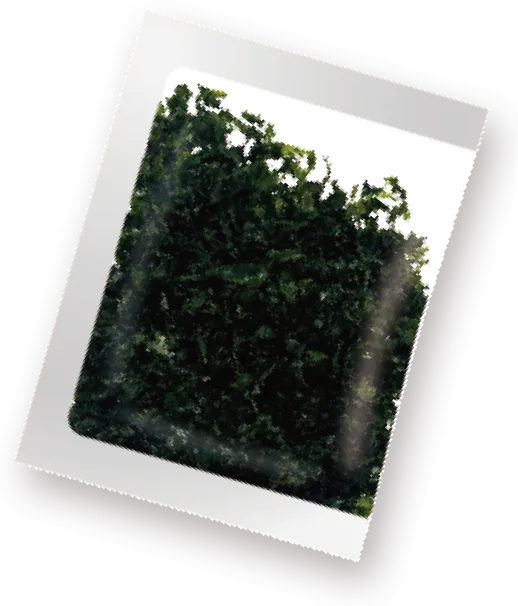 伊勢湾産海苔を使用したばら海苔トッピング付き